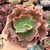 ECHEVERIA GIBB. CUPENO (PT 9) - comprar online