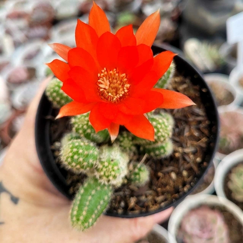 ECHINOPSIS CHAMAECEREUS "CACTO AMENDOIM" (PT 9) FLOR VERMELHA - comprar online