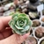 ECHEVERIA GLORIA (PLUG)