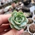 ECHEVERIA GLORIA (PLUG) - comprar online