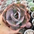 ECHEVERIA BEYONCE (PT 9) CARUNCULAS