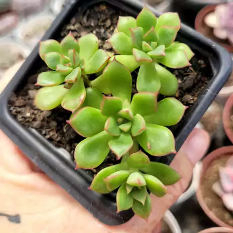 ECHEVERIA SUPIA (PT 7)