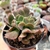 ECHEVERIA DARK WADER CRISTATA (PT 9) - comprar online