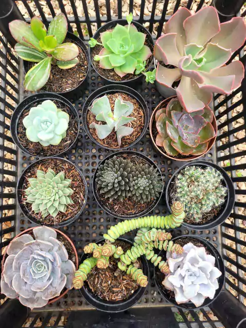 KIT 12 SUCULENTAS (PT 9) "5"