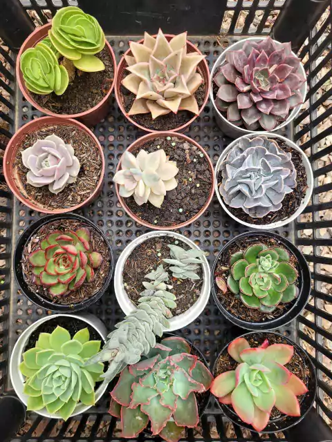 KIT 12 SUCULENTAS (PT 9) "3"