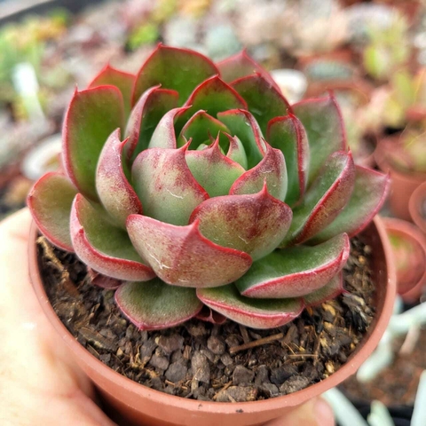 ECHEVERIA YANG JIN (PT 9)