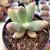 PACHYPHYTUM FITUKAII (PT 9) - Flor da Manhã