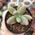 PACHYPHYTUM FITUKAII (PT 9) na internet