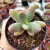 PACHYPHYTUM FITUKAII (PT 9) - comprar online