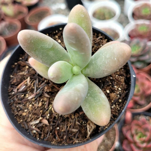 PACHYPHYTUM FITUKAII (PT 9)