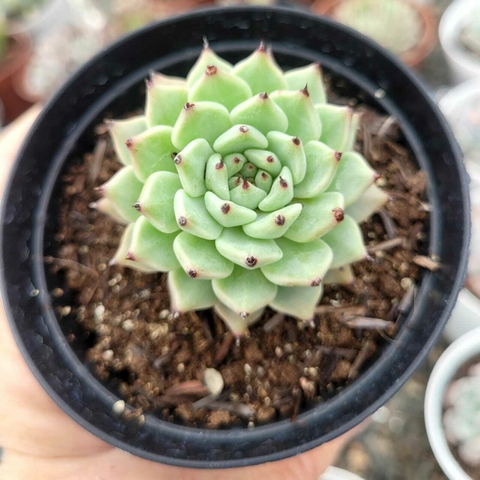 ECHEVERIA CUSPIDATA ZARAGOZA (PT 9)