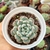 ECHEVERIA BAENA (PT 9) - comprar online