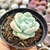 ECHEVERIA JADE BUTTERFLY (PT9) na internet