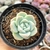 ECHEVERIA JADE BUTTERFLY (PT9) - comprar online