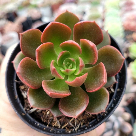 ECHEVERIA MONTSERRAT (PT 9)