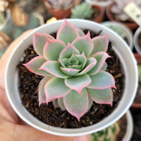 ECHEVERIA BOEIL ROSE (PT 9)