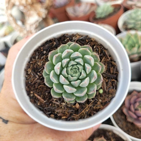 ECHEVERIA MEXICAN X MÍNIMA (PT 9)