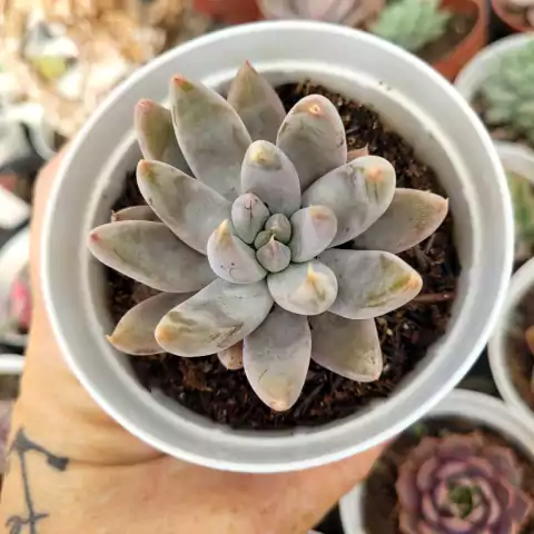 TOLIMANENSIS GRAY SILVER (PT 9)