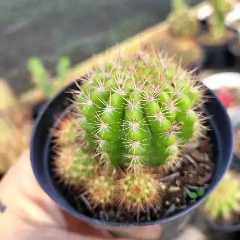 ECHINOPSIS CALOCHLORA (PT 9)