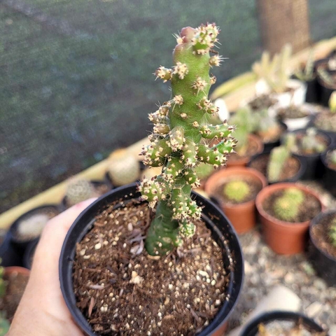OPUNTIA TUNA (PT 9)