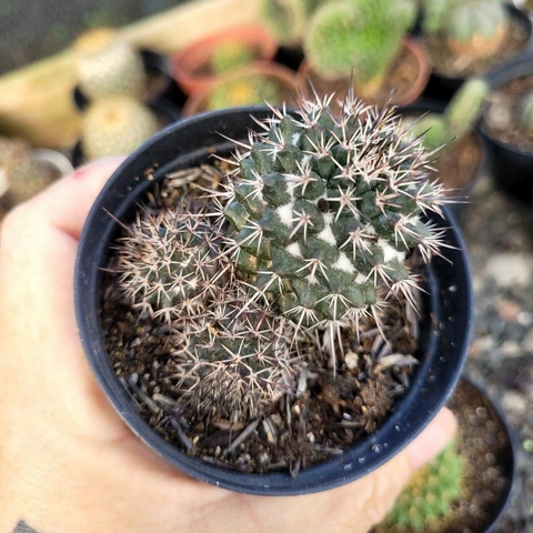 MAMMILARIA VOBURNENSIS (PT 9)