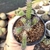 EUPHORBIA BAIONENSI (PT 9) na internet