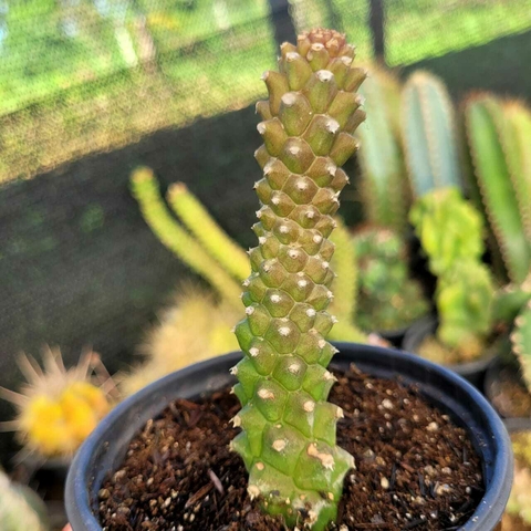 EUPHORBIA MONADENIUM GUENTERI (PT 11)