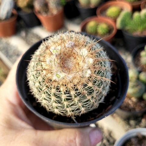 NOTOCACTUS UEBELMANNIANUS (PT 9)