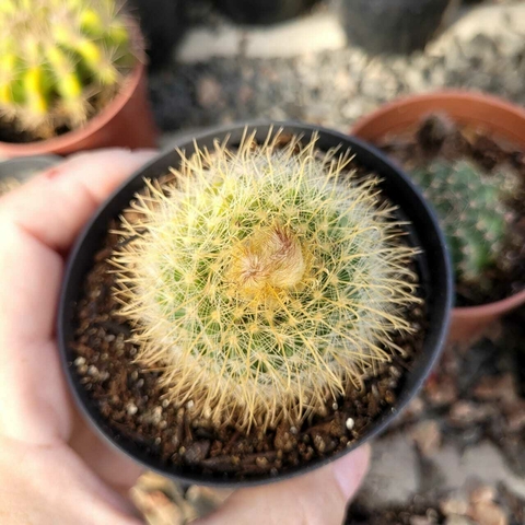 MAMMILARIA DENSISPINA (PT 9)