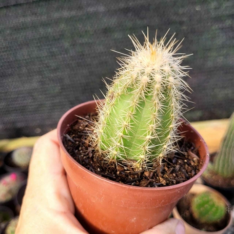 STEPHANOCEREUS LEUCOSTELE (PT 9)