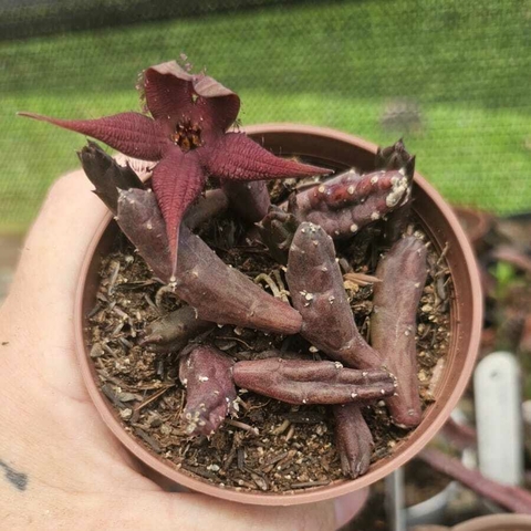 STAPELIA SHIINZI ANGOLENSIS (PT 9) (3 A 4 HASTES)