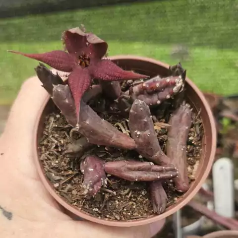 STAPELIA SHIINZI ANGOLENSIS (PT 9) (3 A 4 HASTES)