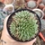 GRAPTOVERIA IONA (PT 9) COLÔNIA - comprar online