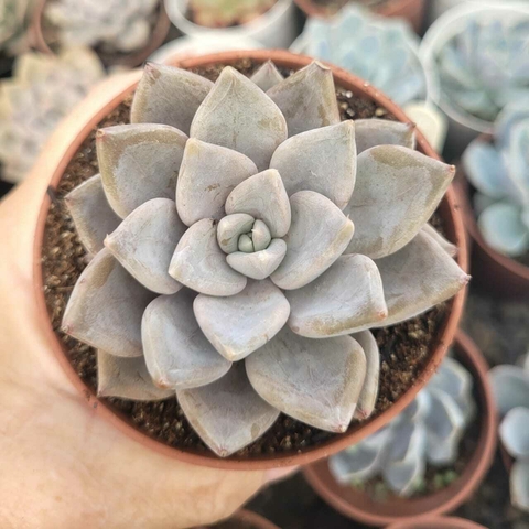 ECHEVERIA BEVERLEY (PT 9)