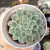 ECHEVERIA LITTLE DWARF (PT 9) - Flor da Manhã