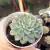 ECHEVERIA LITTLE DWARF (PT 9) na internet