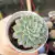 ECHEVERIA LITTLE DWARF (PT 9) - comprar online