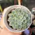 ECHEVERIA LITTLE DWARF (PT 9)