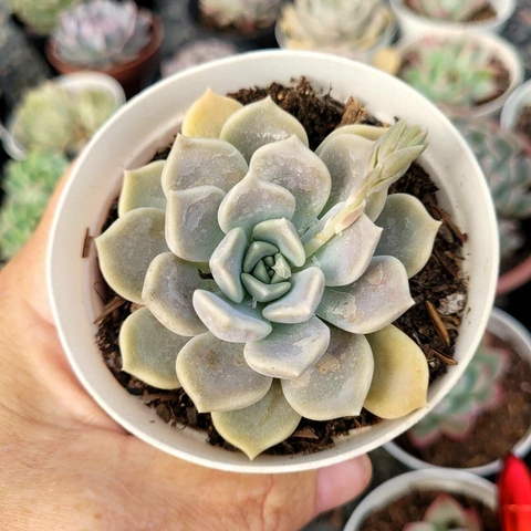 ECHEVERIA ALABASTER (PT 9)
