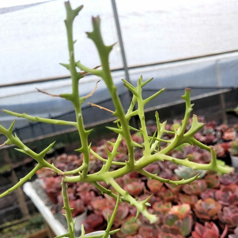 EUPHORBIA STENOCLADA (PT 9)