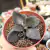KALANCHOE GARAMBIENSIS (PT 9) na internet