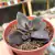 KALANCHOE GARAMBIENSIS (PT 9) - comprar online