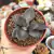 KALANCHOE GARAMBIENSIS (PT 9)
