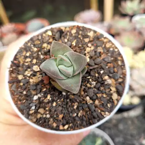 CRASSULA MOONGLOW (PT 9)