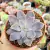 ECHEVERIA ELOINA (PT 9)