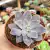 ECHEVERIA ELOINA (PT 9) na internet