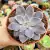 ECHEVERIA ELOINA (PT 9) - comprar online