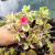 APTENIA CORDIFOLIA - ROSINHA DO SOL VARIEGATA (PT 7) - comprar online