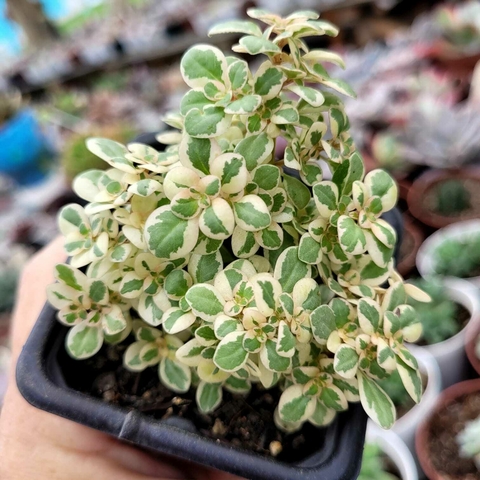 PILEA MICROPHYLLA VARIEGATA (PT 7) BRILHANTINA