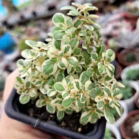 PILEA MICROPHYLLA VARIEGATA (PT 7) BRILHANTINA